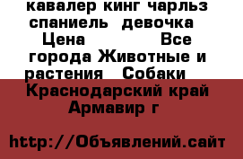  кавалер кинг чарльз спаниель -девочка › Цена ­ 45 000 - Все города Животные и растения » Собаки   . Краснодарский край,Армавир г.